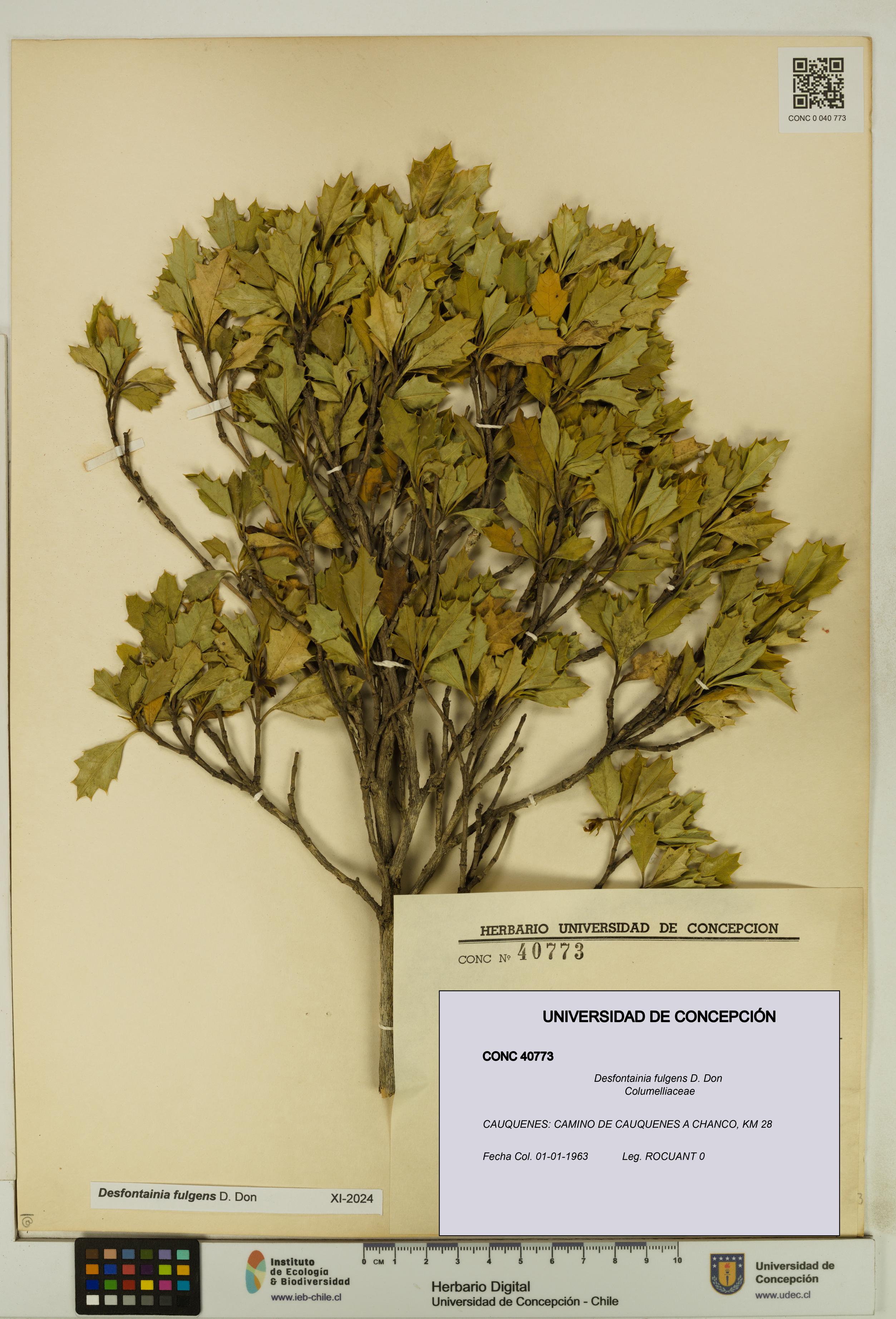 Desfontainia fulgens [Espécimen: UDEC:CONC:0040773]