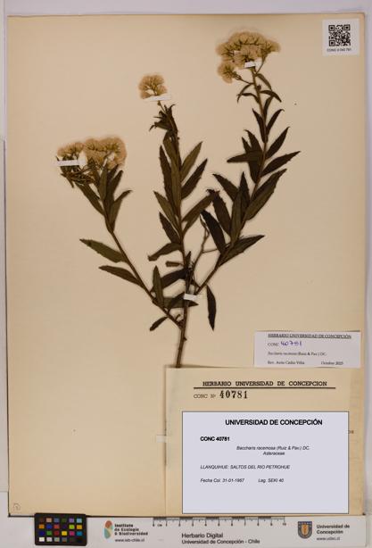 Baccharis racemosa [Espécimen: UDEC:CONC:0040781]