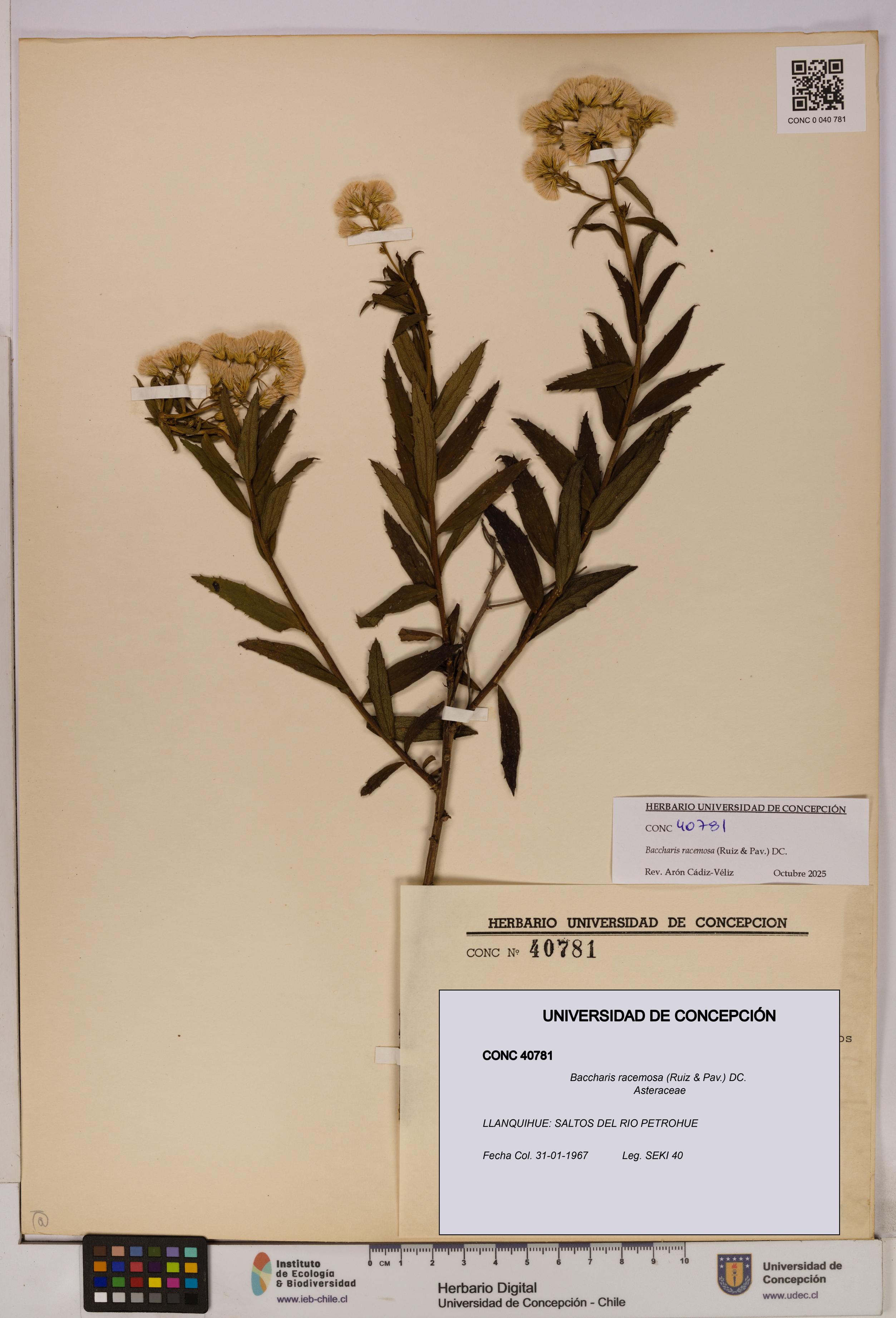 Baccharis racemosa [Espécimen: UDEC:CONC:0040781]