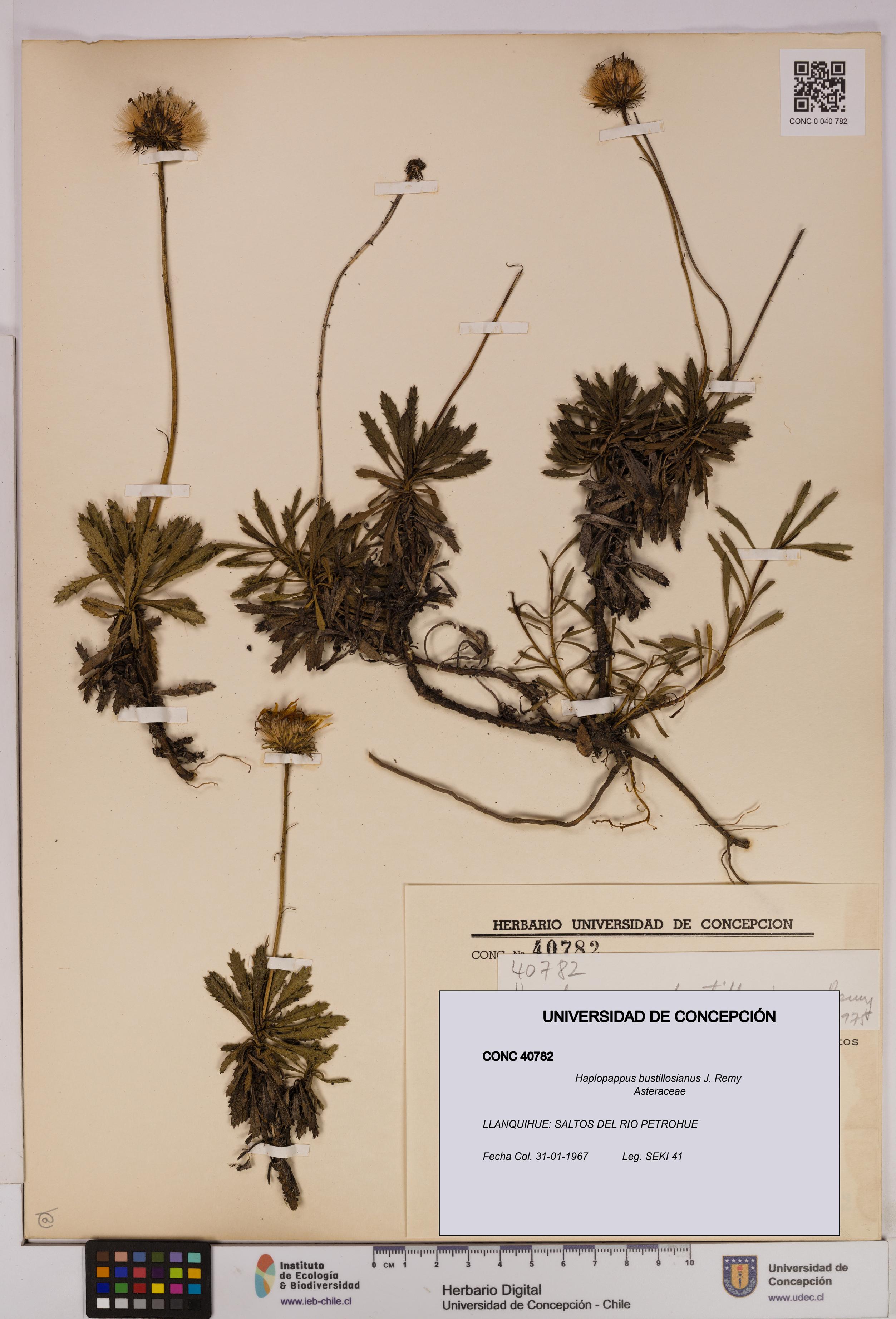 Haplopappus bustillosianus [Espécimen: UDEC:CONC:0040782]