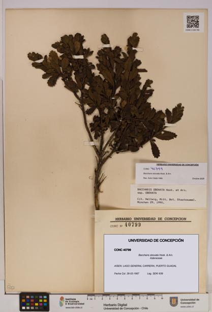 Baccharis obovata [Espécimen: UDEC:CONC:0040799]