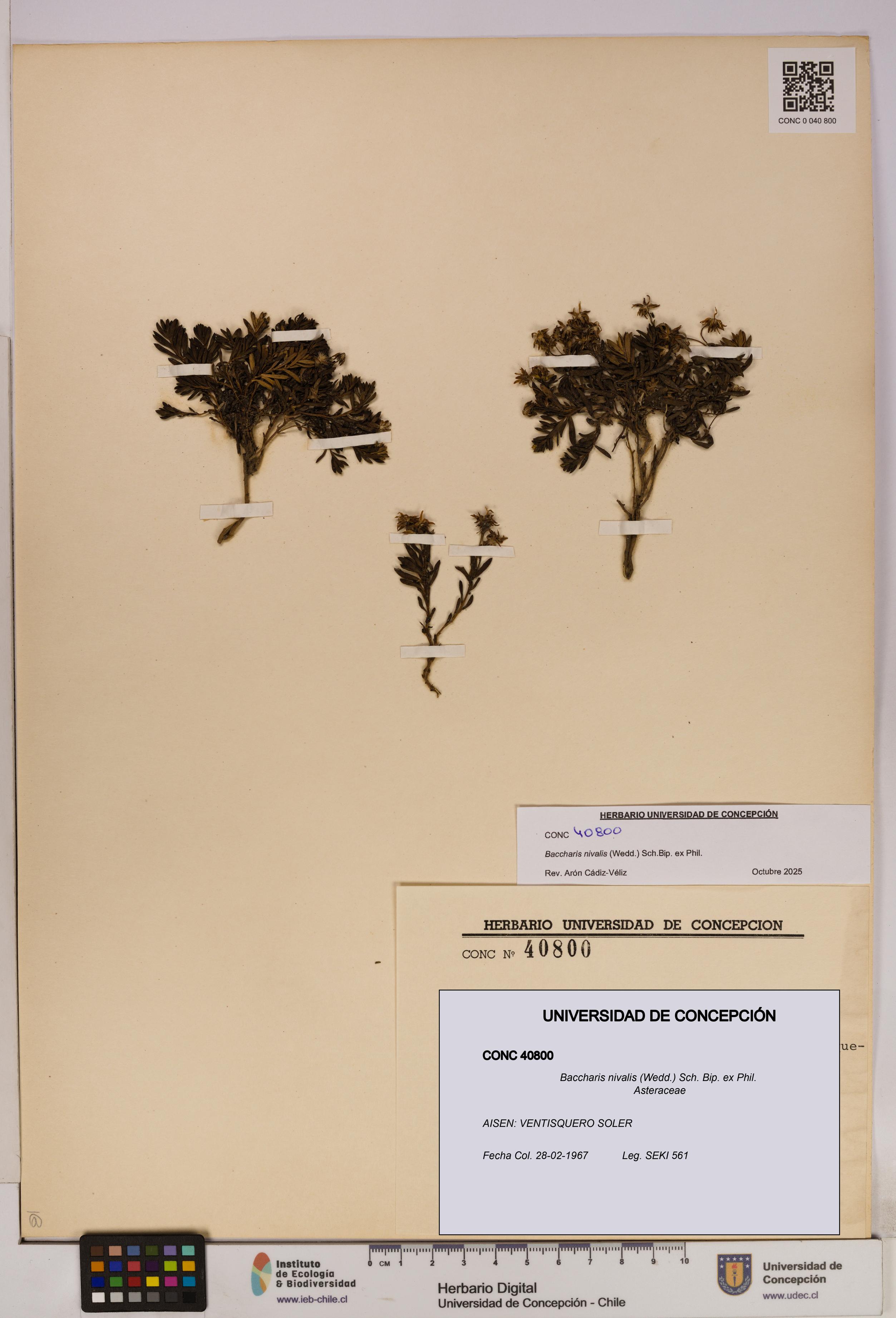 Baccharis nivalis [Espécimen: UDEC:CONC:0040800]