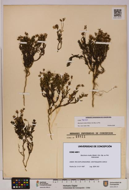 Baccharis nivalis [Espécimen: UDEC:CONC:0040811]