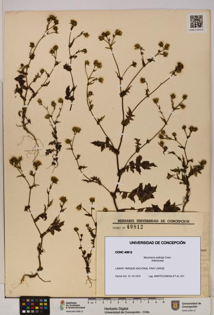 Moscharia solbrigii [Espécimen: UDEC:CONC:0040812]