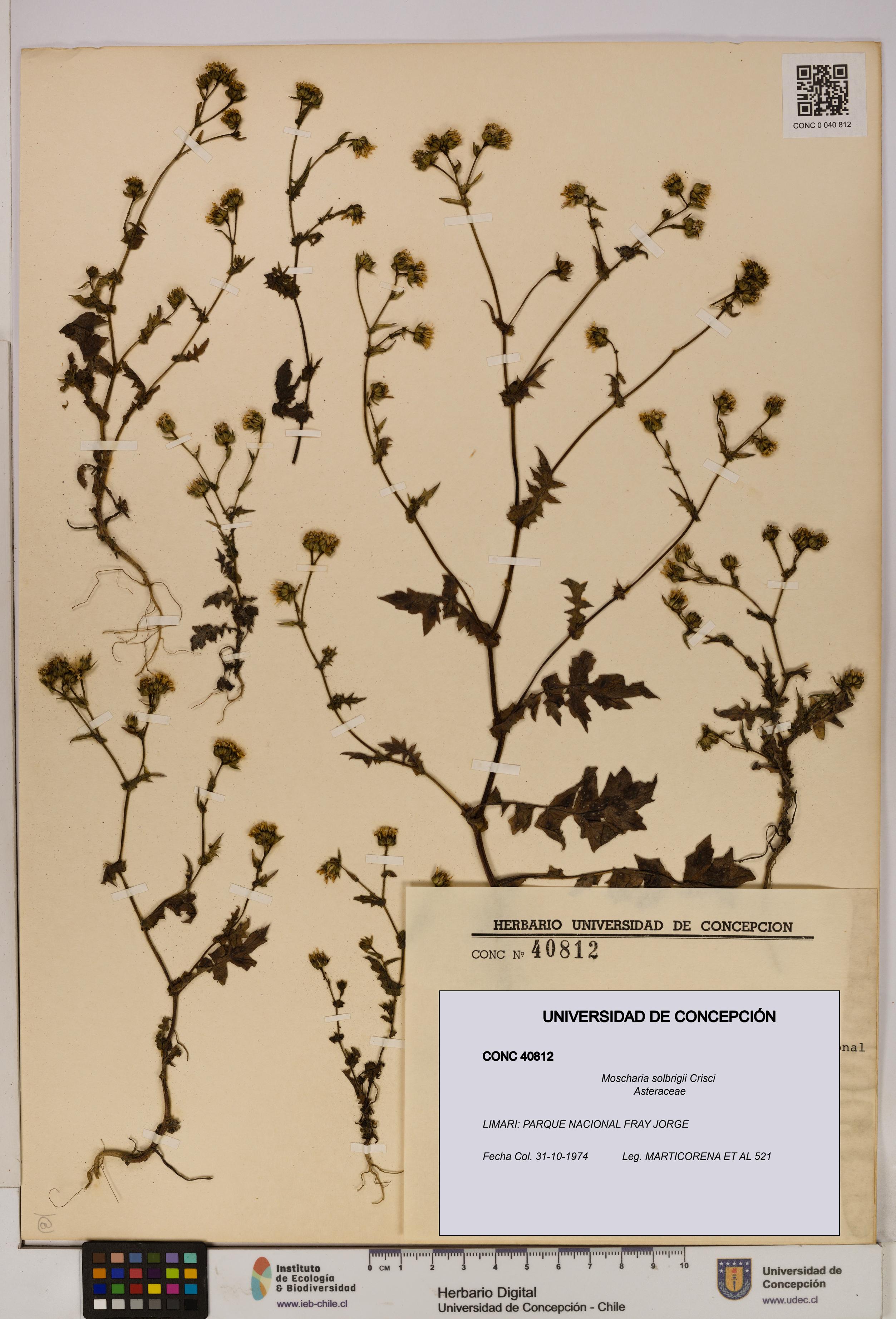 Moscharia solbrigii [Espécimen: UDEC:CONC:0040812]