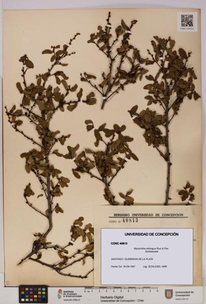 Myoschilos oblongus [Espécimen: UDEC:CONC:0040813]