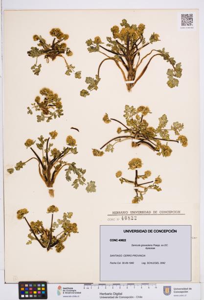 Sanicula graveolens [Espécimen: ]