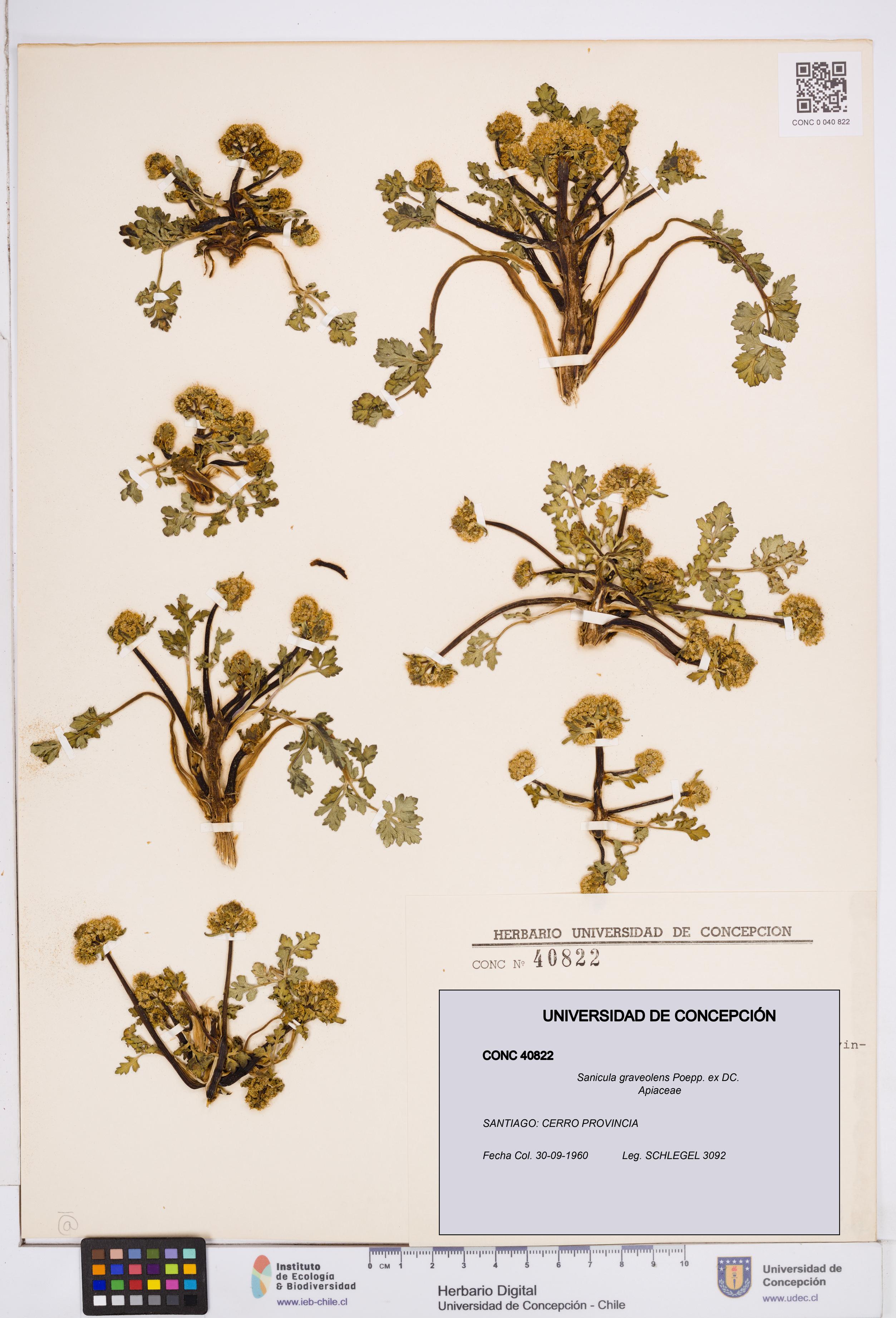 Sanicula graveolens [Espécimen: ]