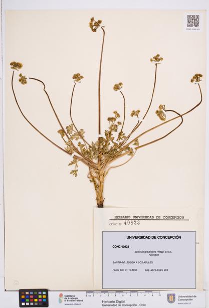 Sanicula graveolens [Espécimen: ]