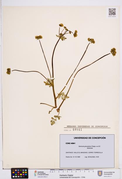 Sanicula graveolens [Espécimen: ]
