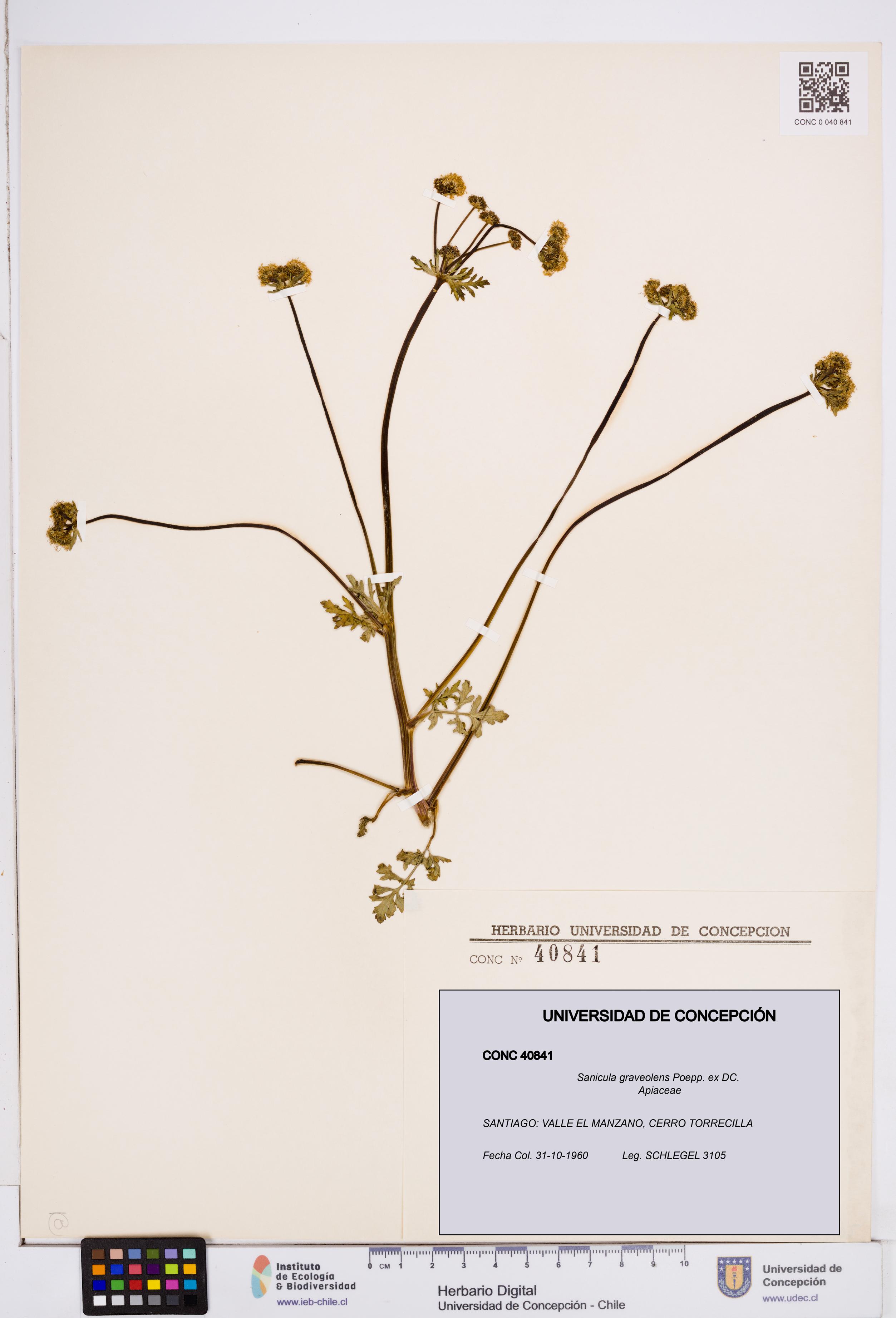Sanicula graveolens [Espécimen: ]