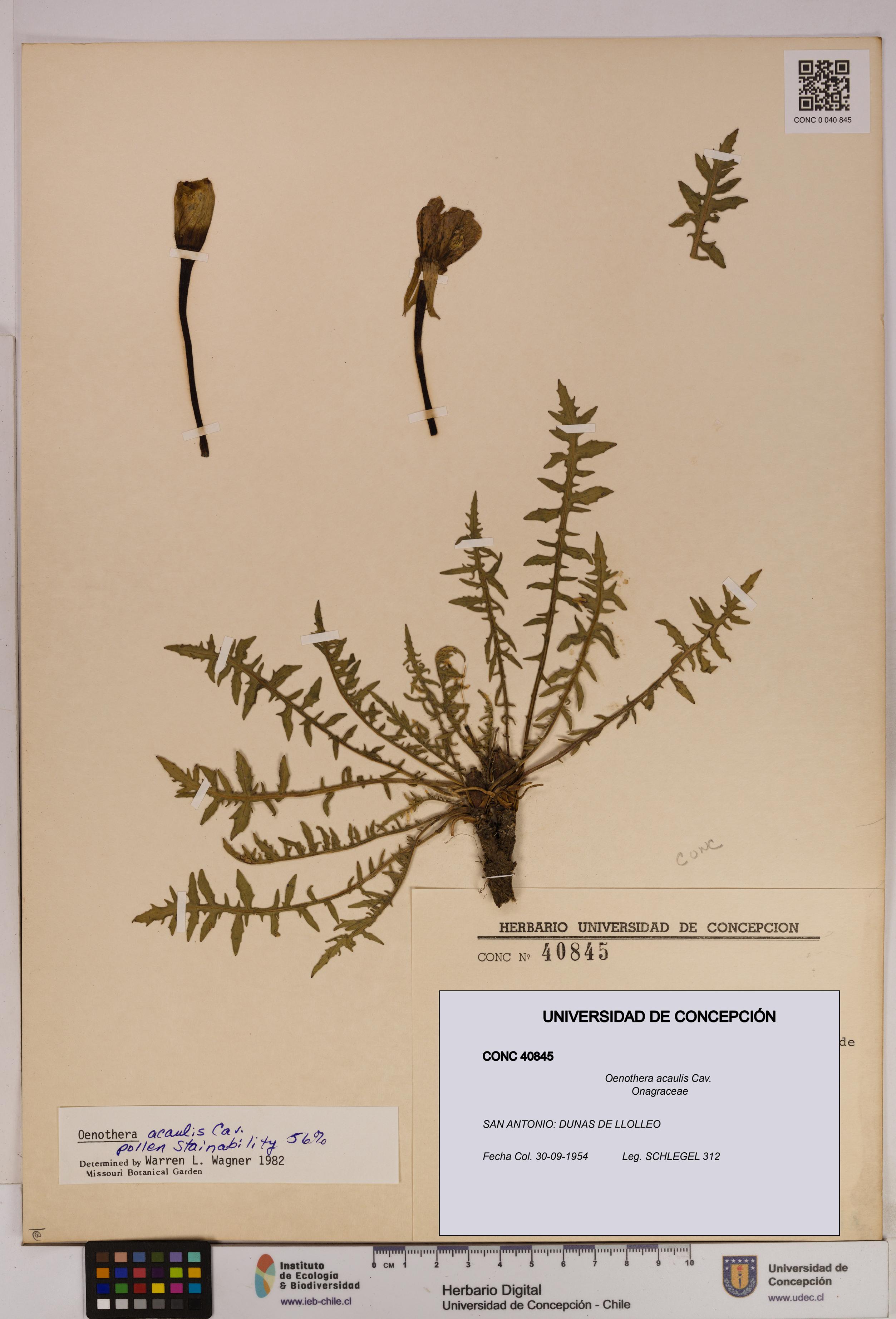 Oenothera acaulis [Espécimen: UDEC:CONC:0040845]