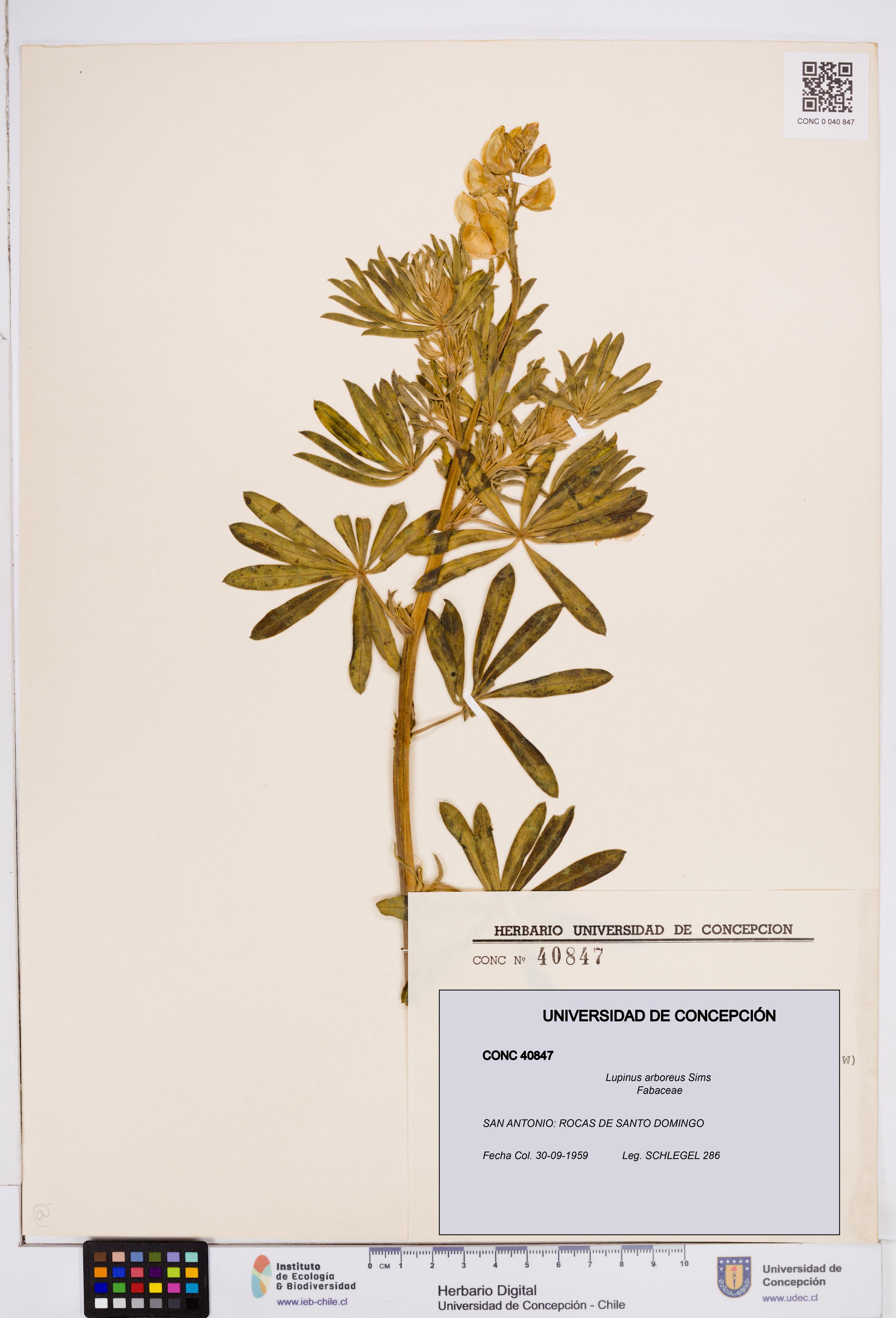 Lupinus arboreus [Espécimen: ]