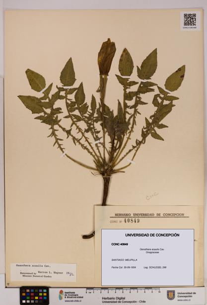 Oenothera acaulis [Espécimen: UDEC:CONC:0040849]