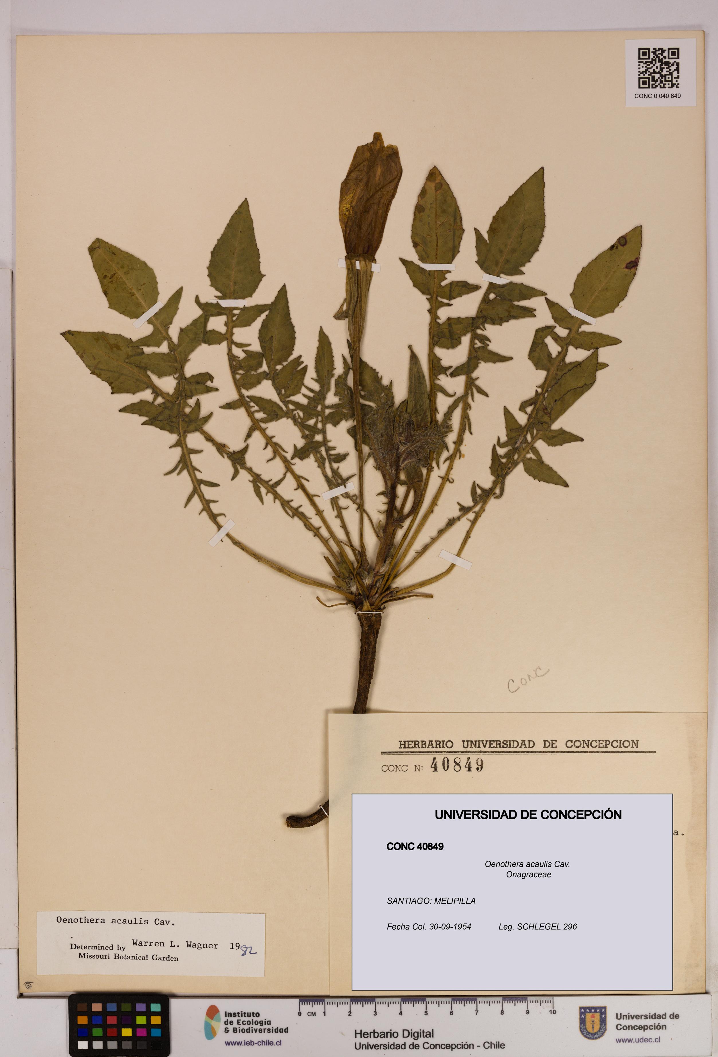 Oenothera acaulis [Espécimen: UDEC:CONC:0040849]