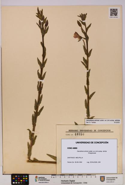 Oenothera stricta subsp. stricta [Espécimen: UDEC:CONC:0040850]