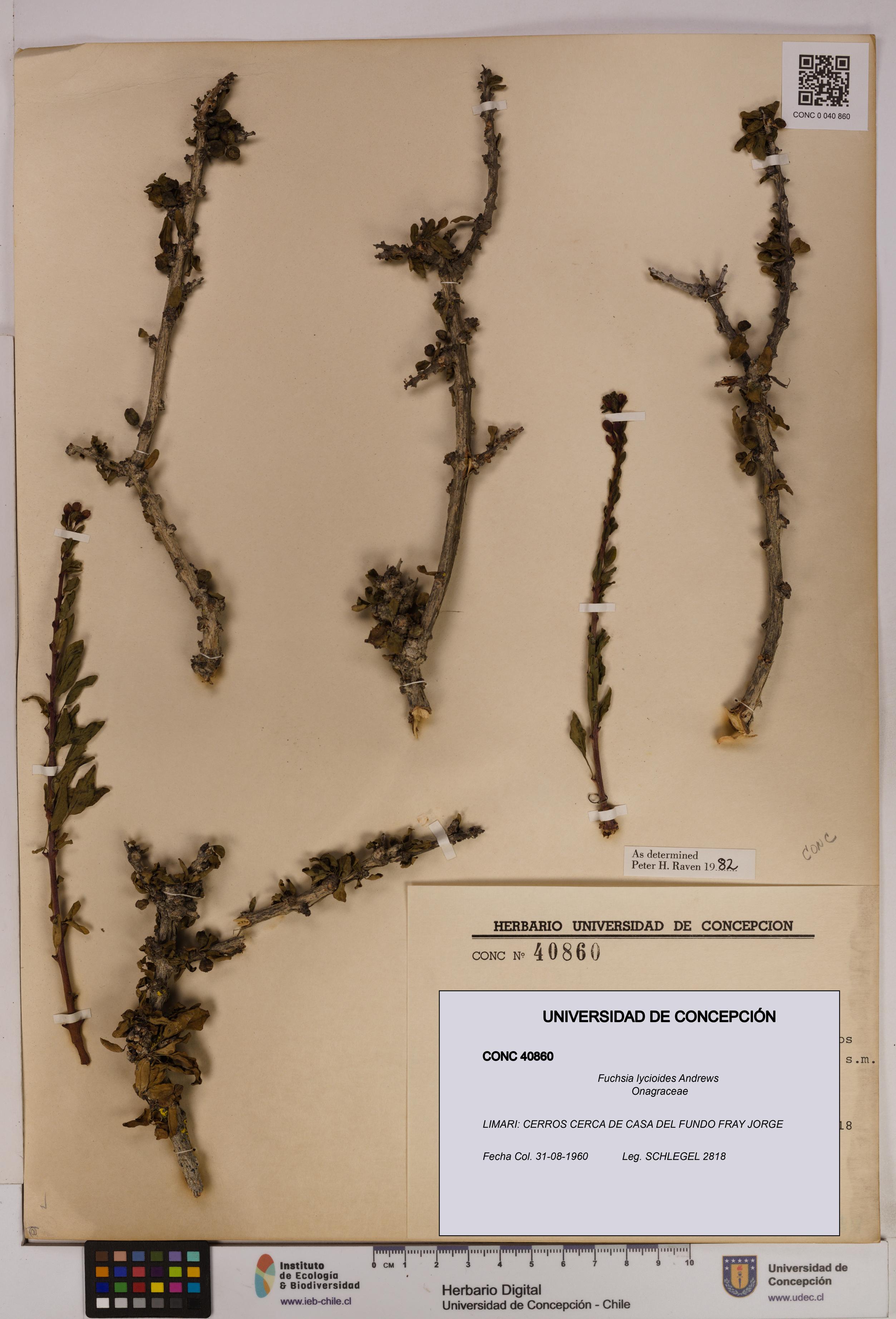 Fuchsia lycioides [Espécimen: UDEC:CONC:0040860]