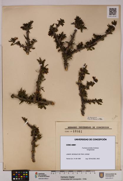 Fuchsia lycioides [Espécimen: UDEC:CONC:0040861]
