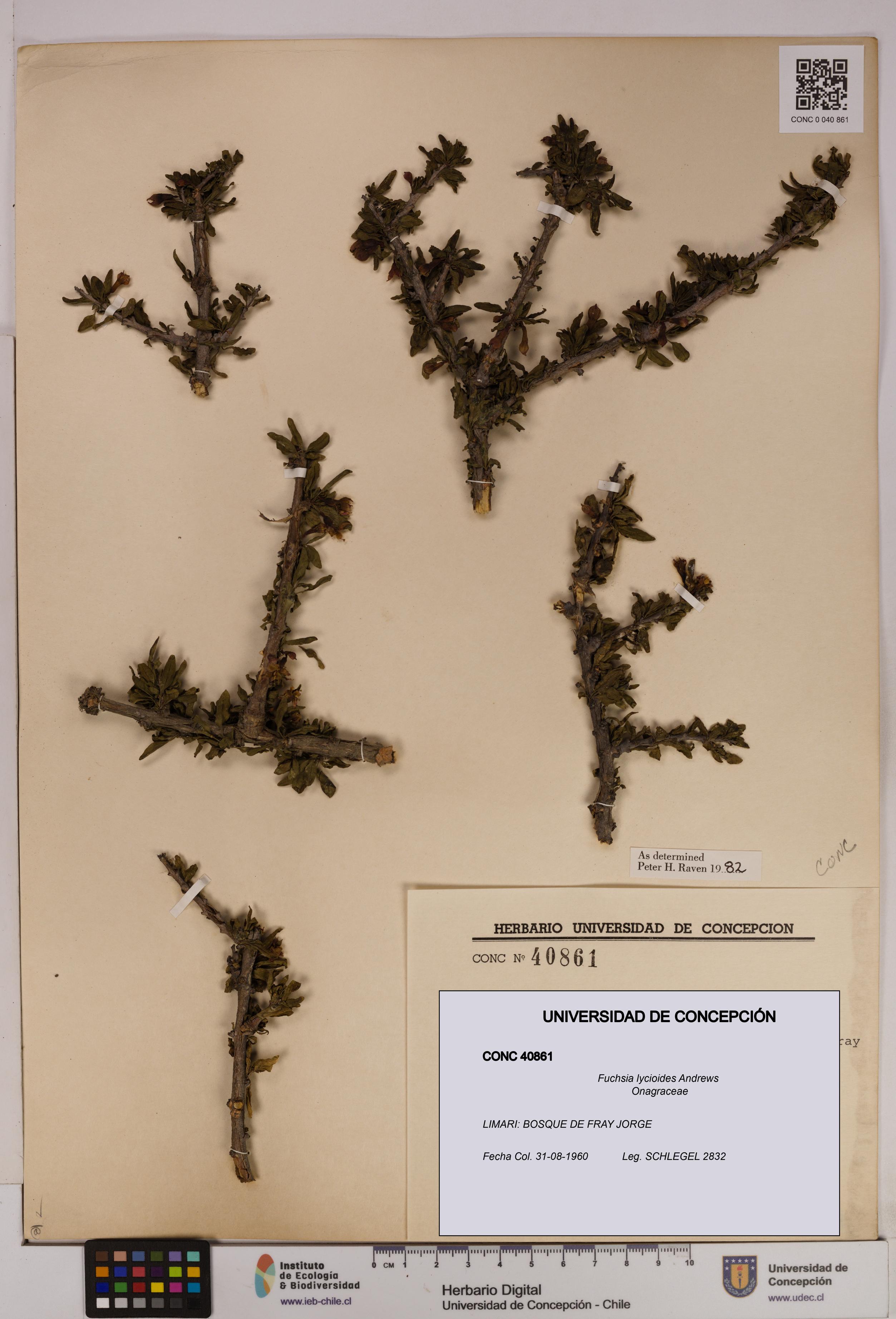 Fuchsia lycioides [Espécimen: UDEC:CONC:0040861]