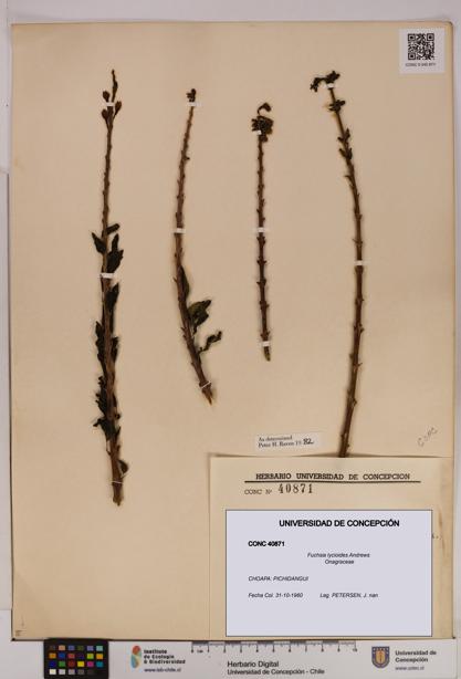 Fuchsia lycioides [Espécimen: UDEC:CONC:0040871]