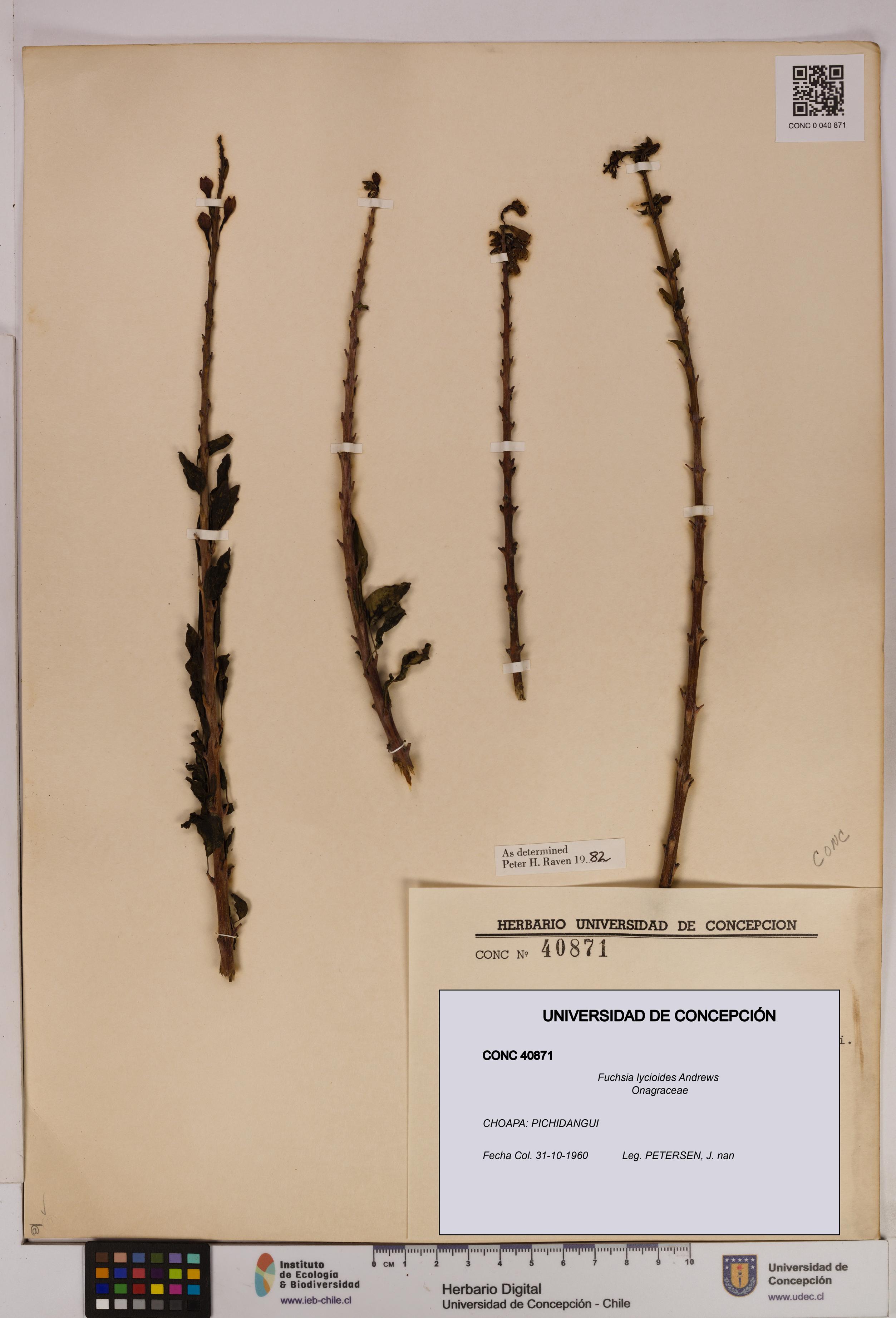 Fuchsia lycioides [Espécimen: UDEC:CONC:0040871]