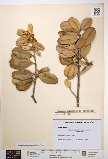 Gayella valparadisaea [Espécimen: UDEC:CONC:0040893]