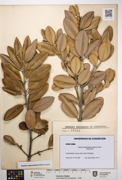 Gayella valparadisaea [Espécimen: UDEC:CONC:0040894]