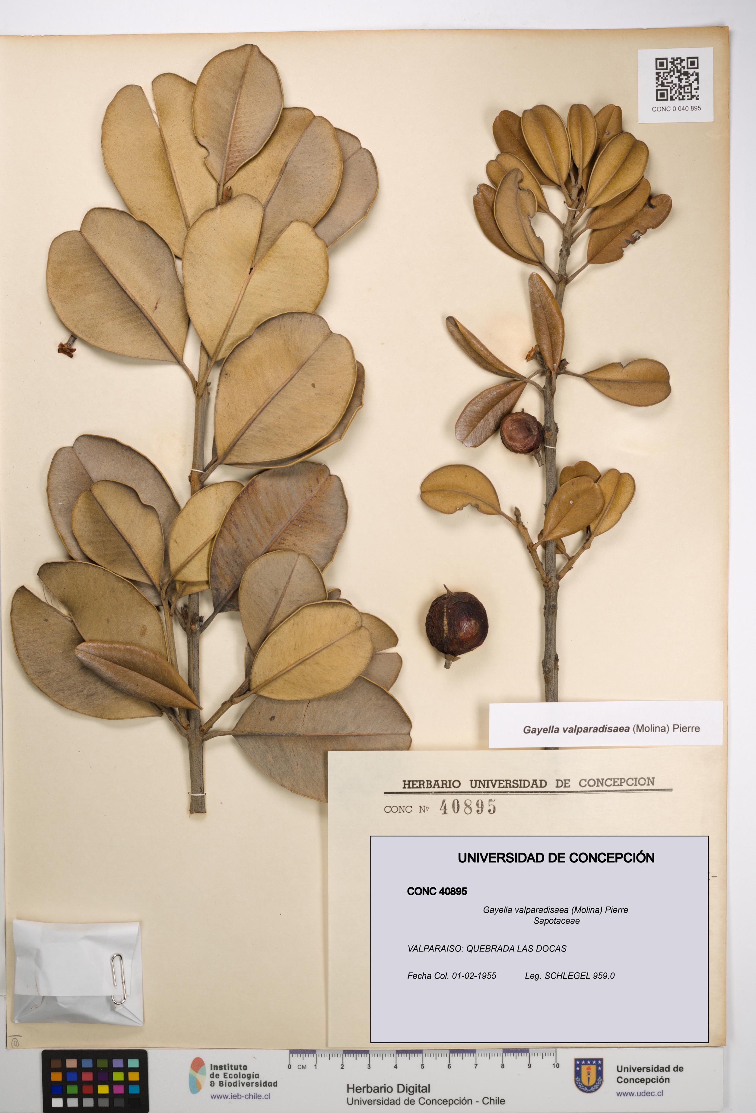 Gayella valparadisaea [Espécimen: UDEC:CONC:0040895]