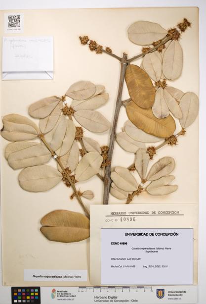 Gayella valparadisaea [Espécimen: UDEC:CONC:0040896]