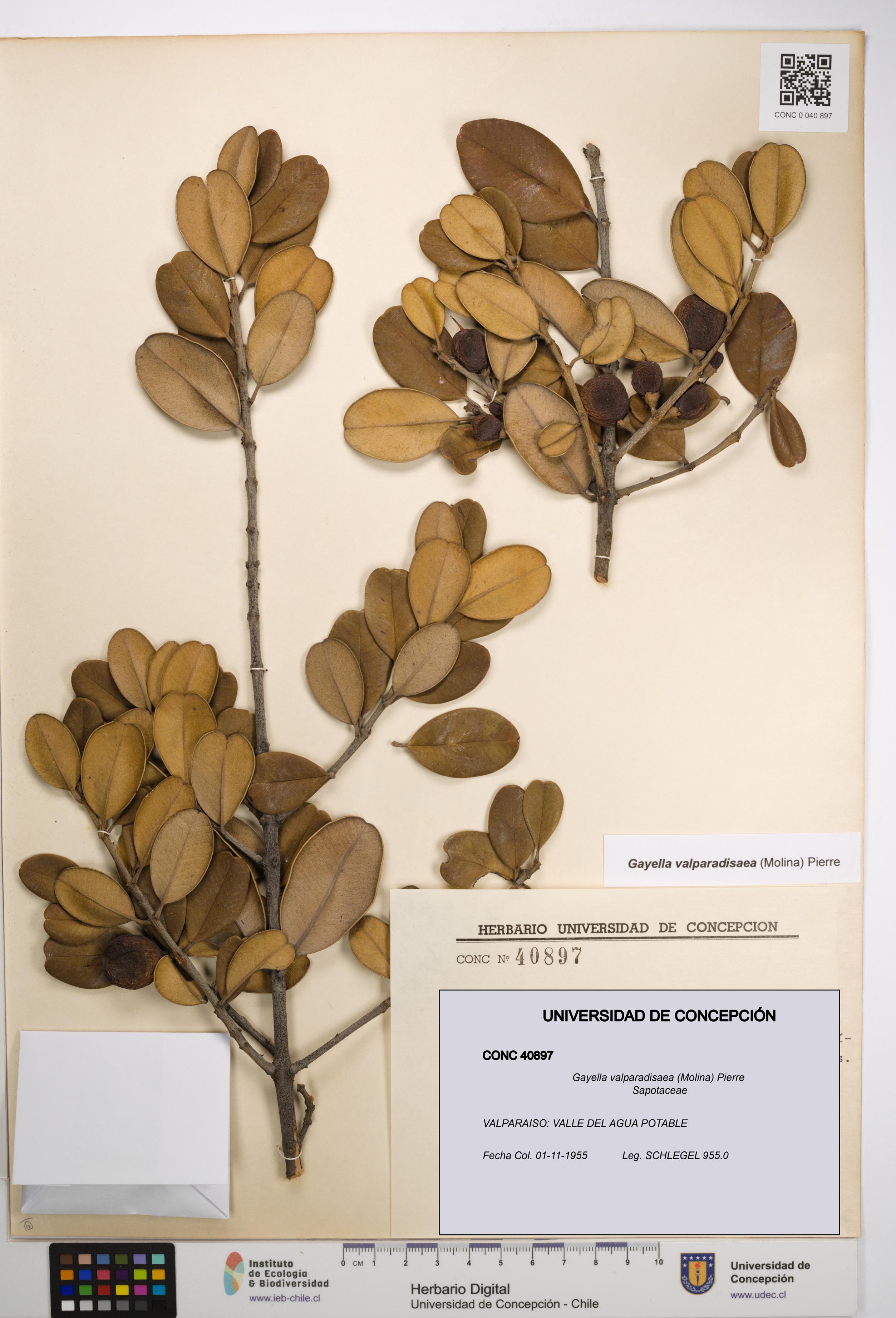 Gayella valparadisaea [Espécimen: UDEC:CONC:0040897]