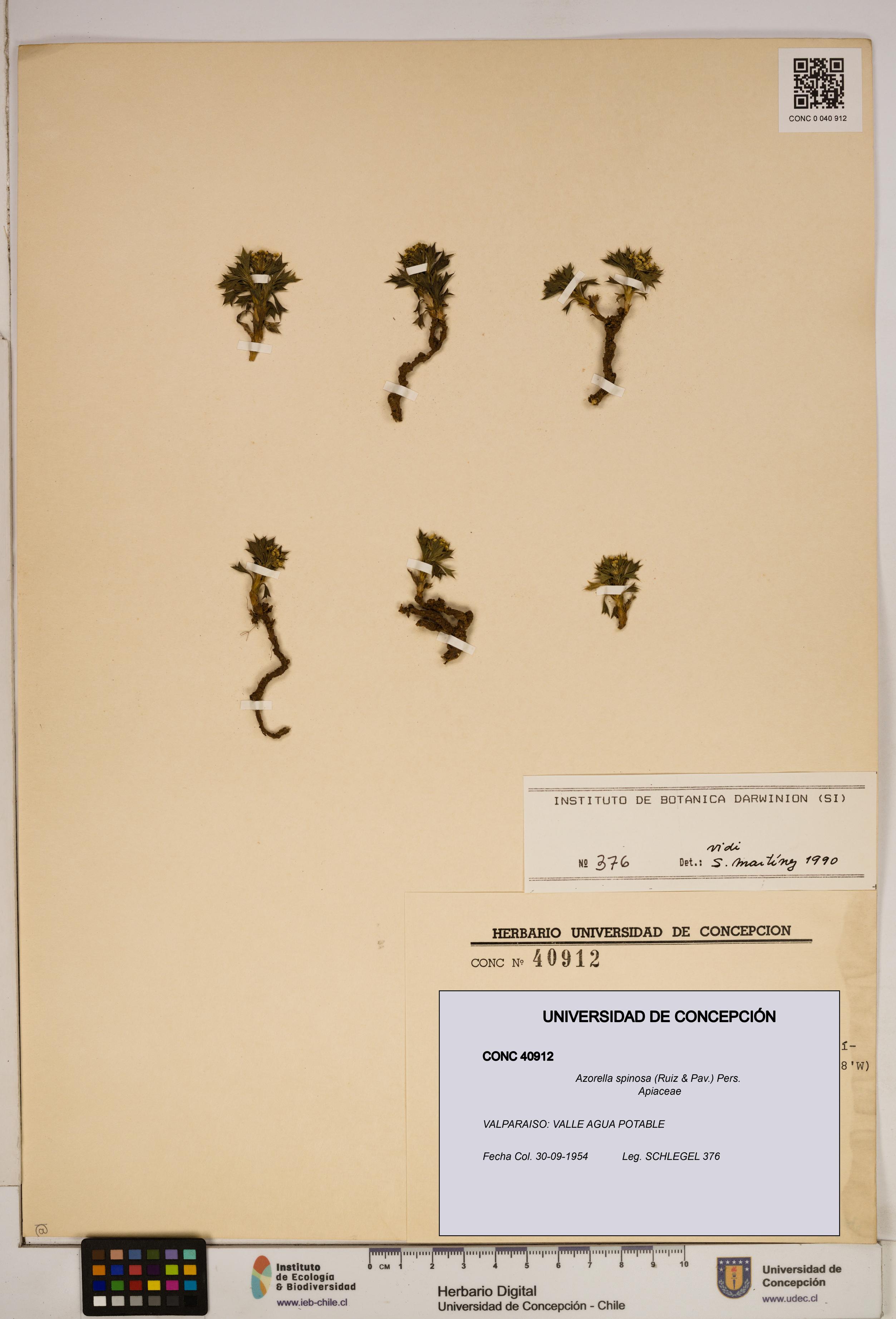 Azorella spinosa [Espécimen: ]