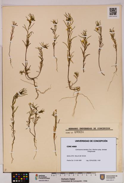 Camissonia dentata [Espécimen: UDEC:CONC:0040920]