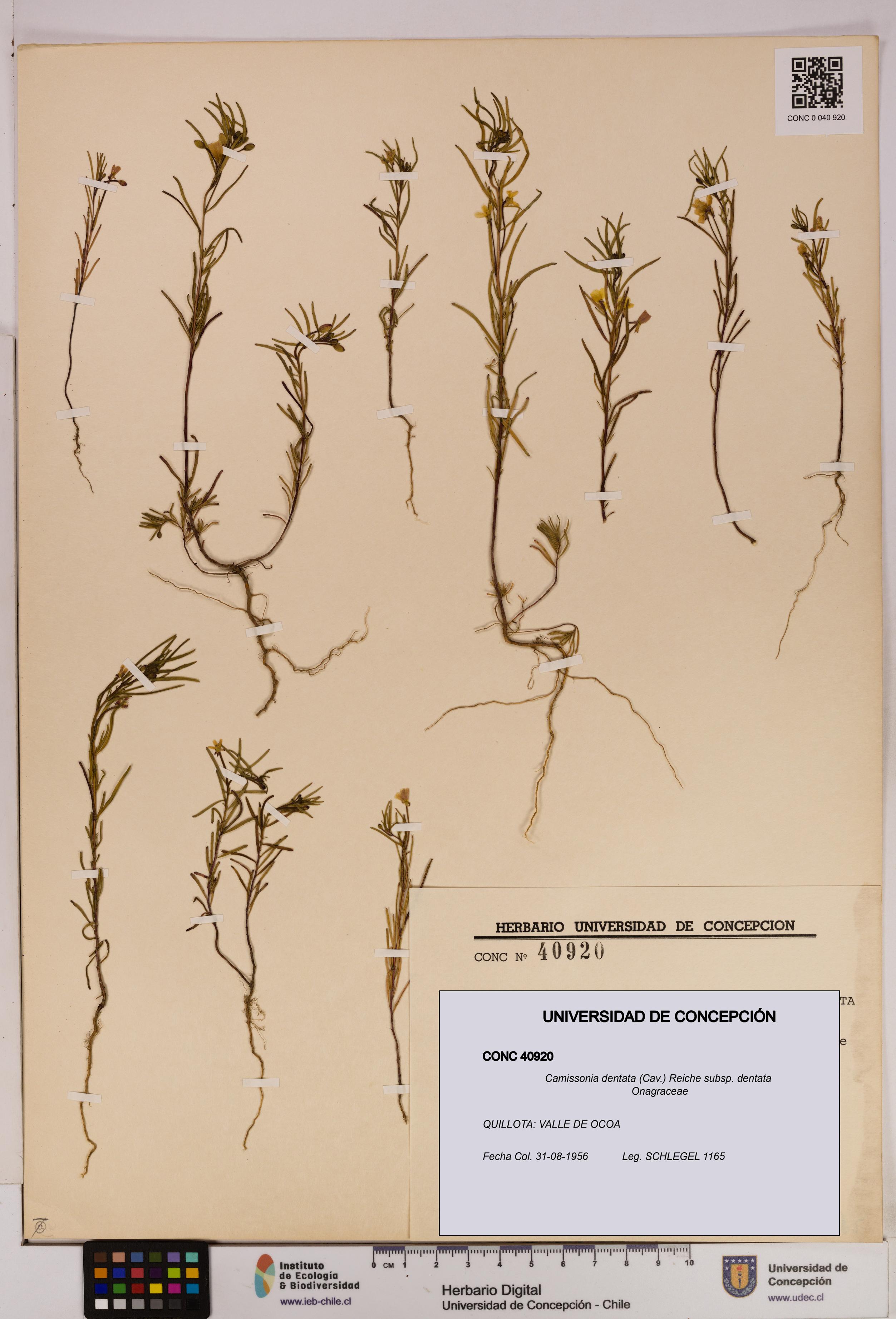 Camissonia dentata [Espécimen: UDEC:CONC:0040920]
