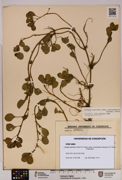 Ludwigia peploides [Espécimen: UDEC:CONC:0040924]