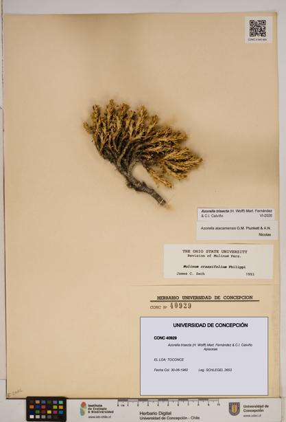 Azorella trisecta [Espécimen: ]