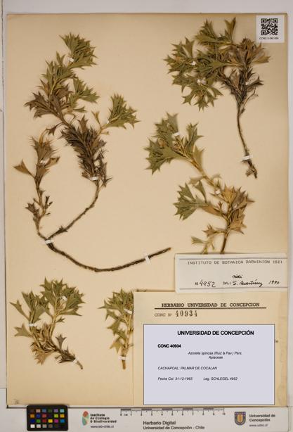 Azorella spinosa [Espécimen: ]