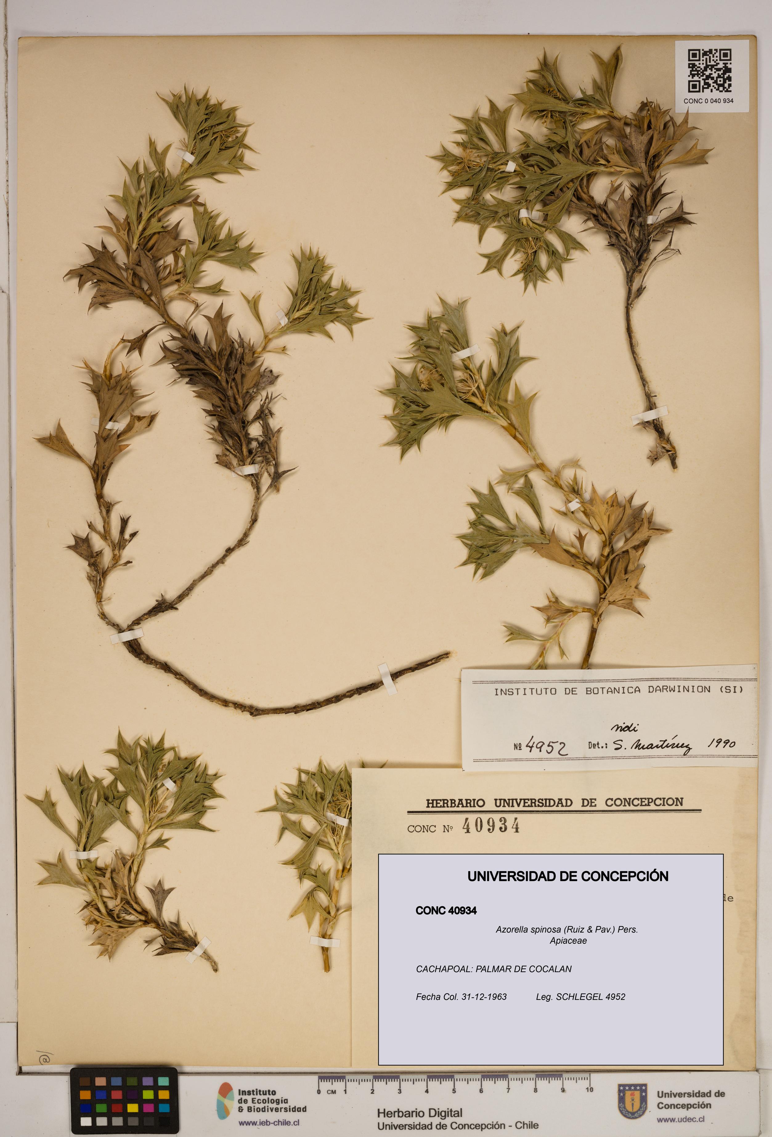 Azorella spinosa [Espécimen: ]