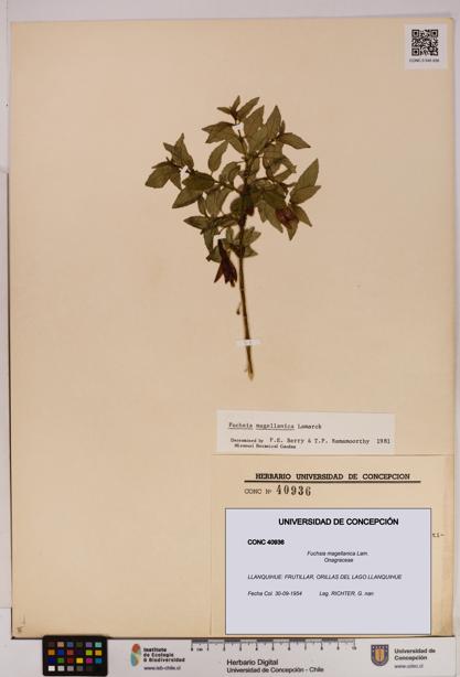 Fuchsia magellanica [Espécimen: UDEC:CONC:0040936]