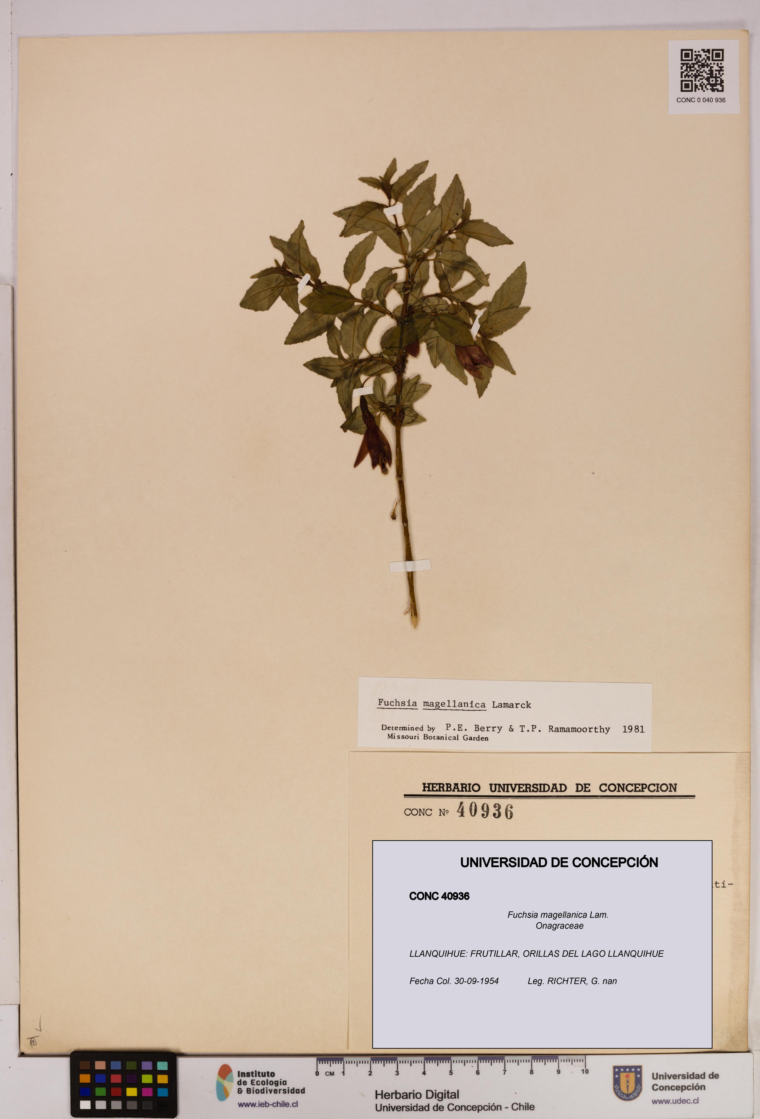 Fuchsia magellanica [Espécimen: UDEC:CONC:0040936]