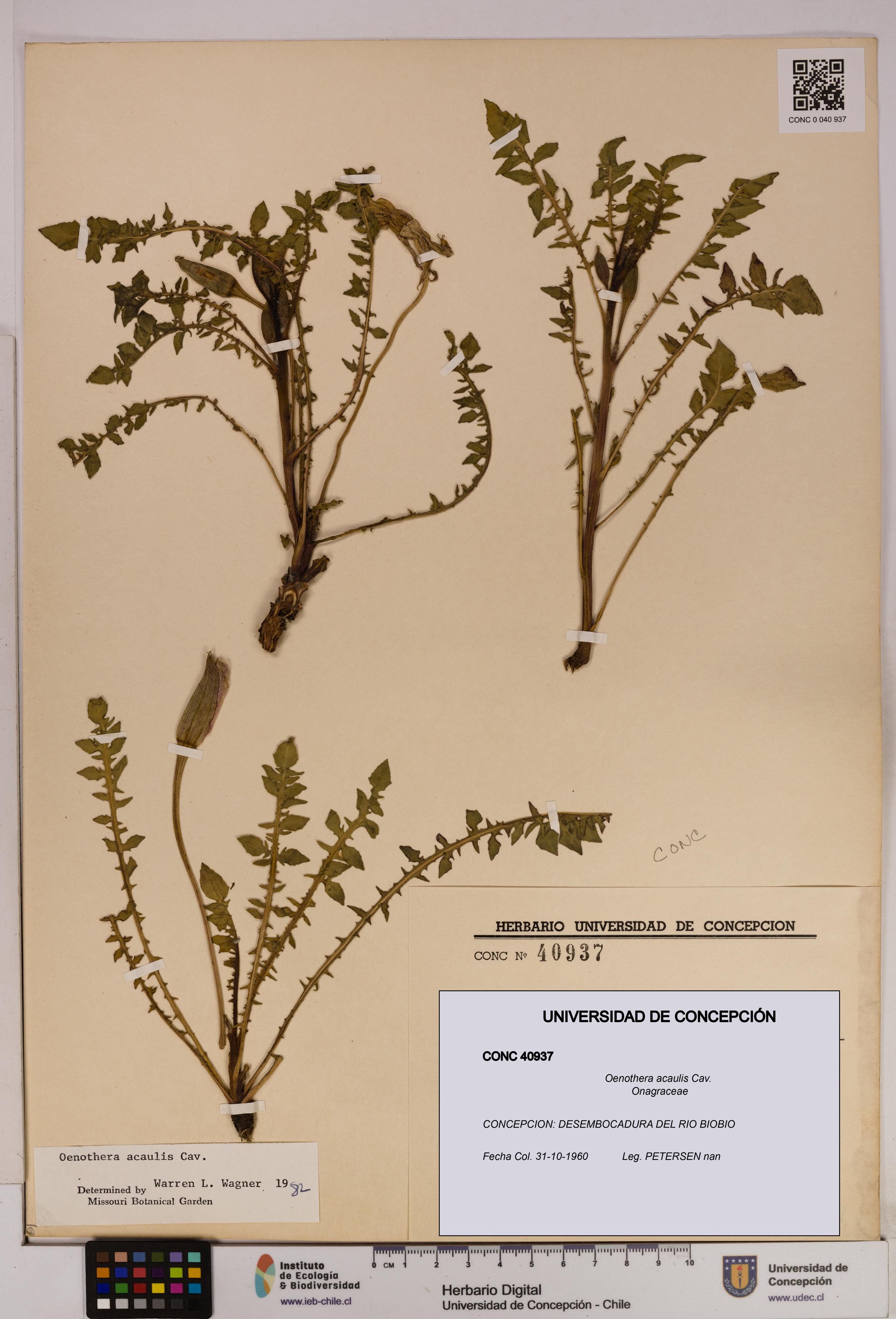 Oenothera acaulis [Espécimen: UDEC:CONC:0040937]