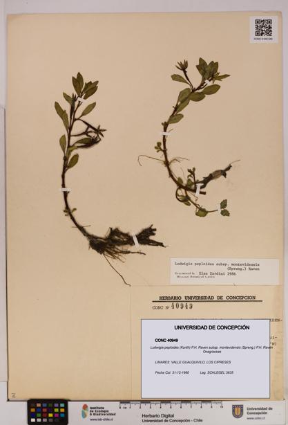 Ludwigia peploides [Espécimen: UDEC:CONC:0040949]