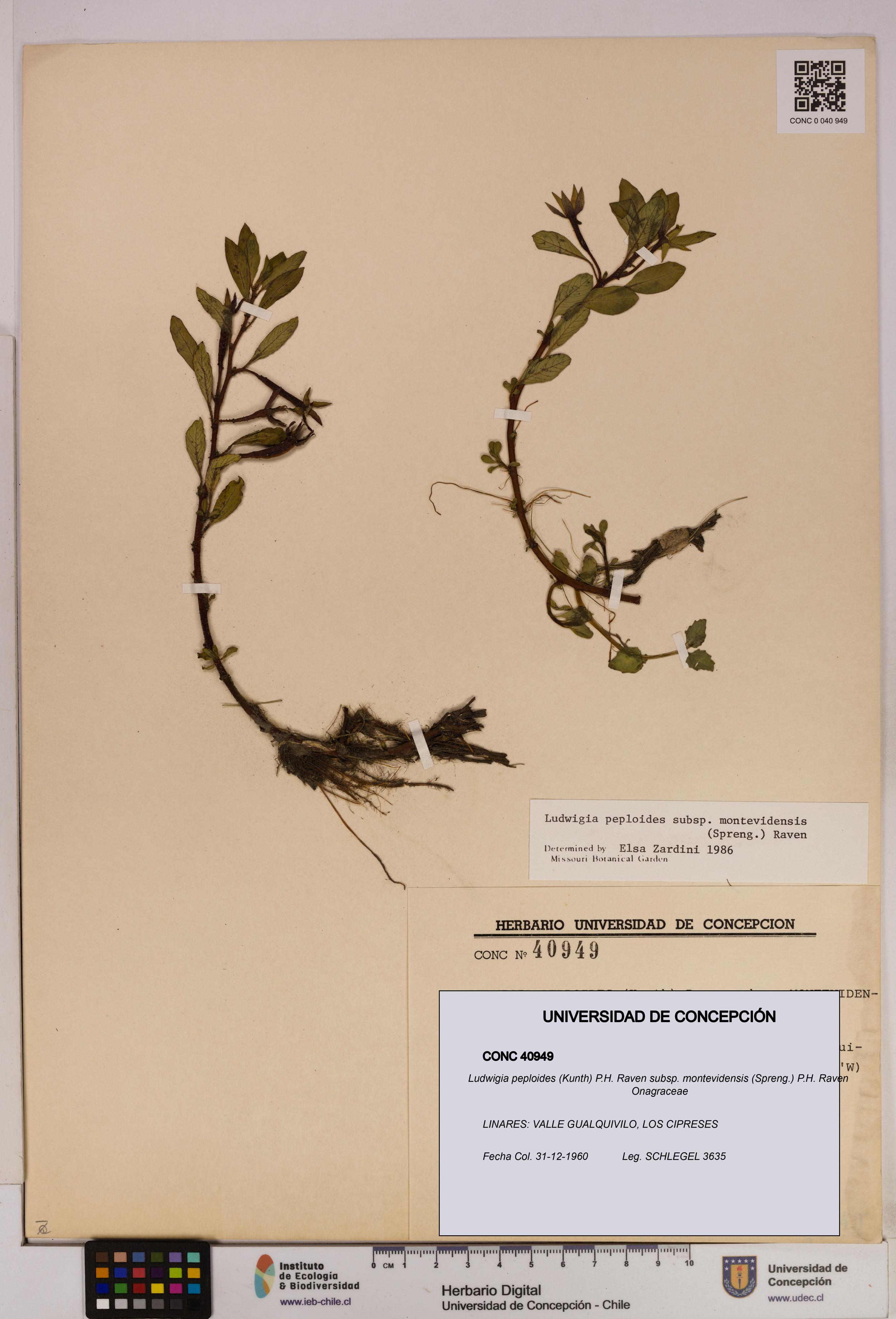 Ludwigia peploides [Espécimen: UDEC:CONC:0040949]