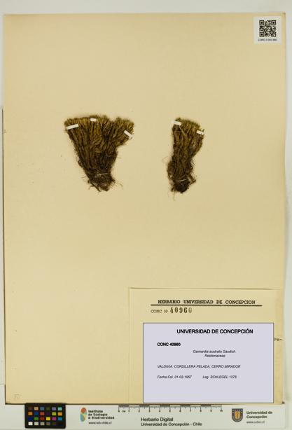 Gaimardia australis [Espécimen: UDEC:CONC:0040960]