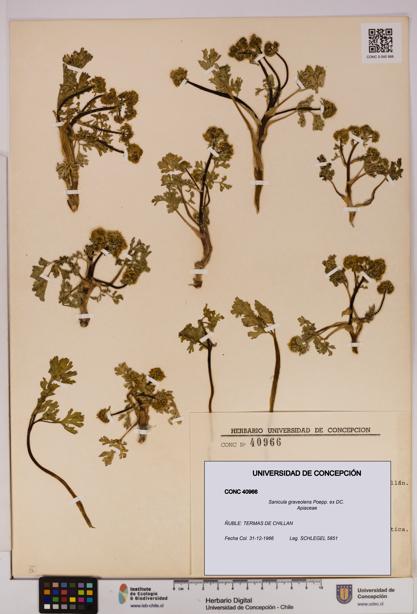 Sanicula graveolens [Espécimen: UDEC:CONC:0040966]