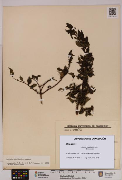 Fuchsia magellanica [Espécimen: UDEC:CONC:0040972]