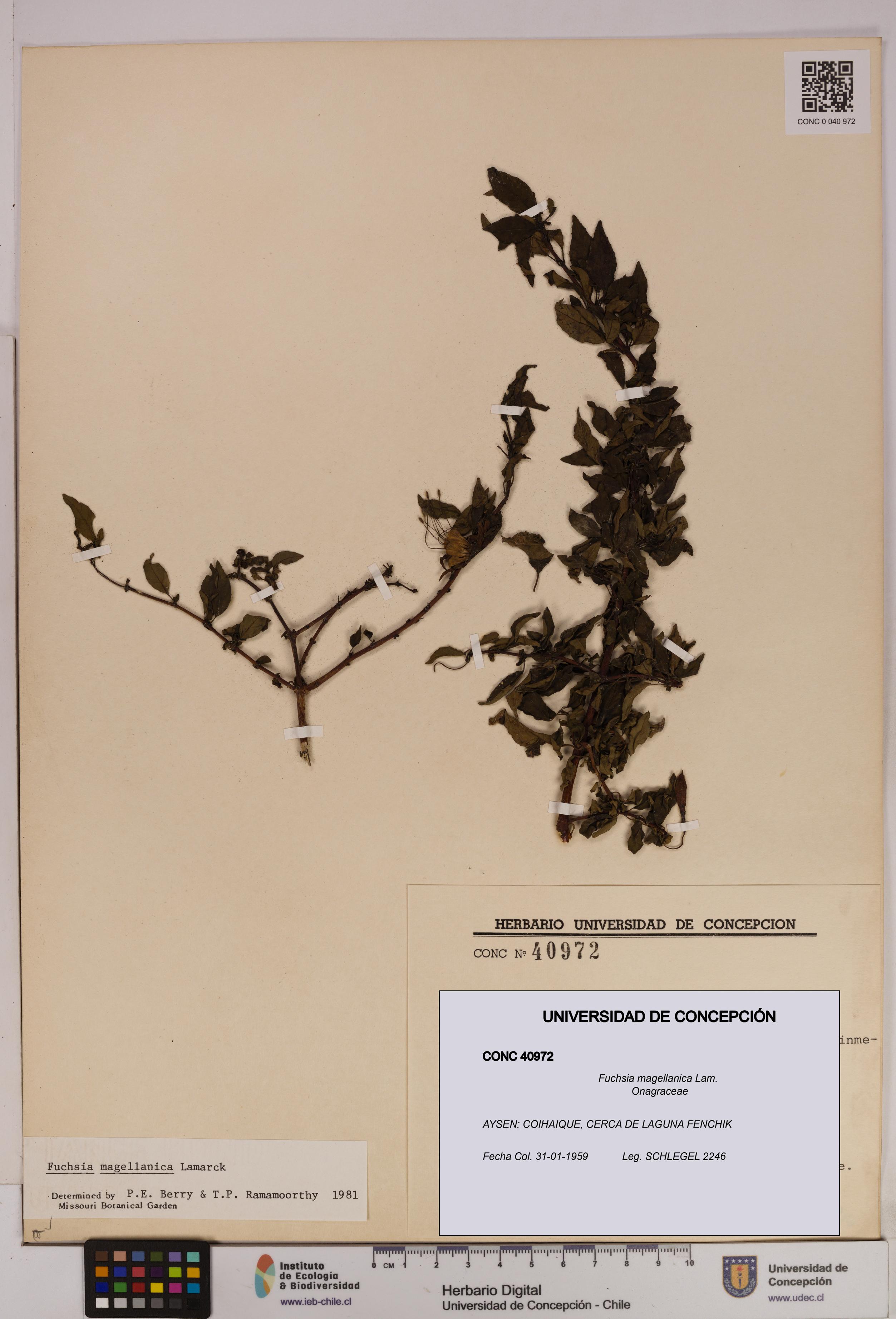Fuchsia magellanica [Espécimen: UDEC:CONC:0040972]