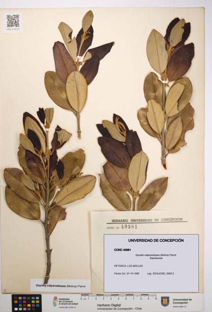 Gayella valparadisaea [Espécimen: UDEC:CONC:0040981]