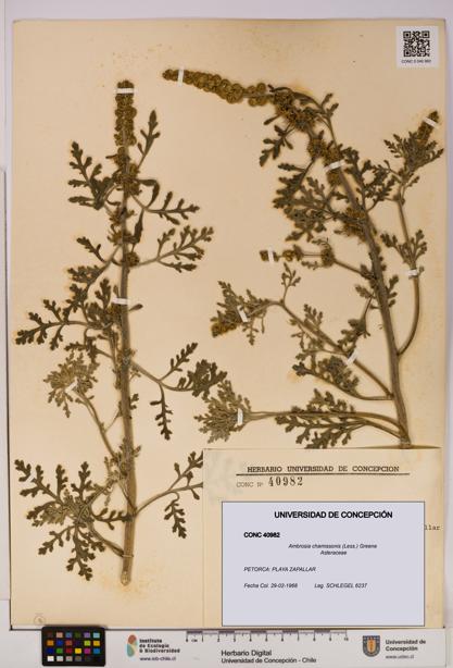 Ambrosia chamissonis [Espécimen: UDEC:CONC:0040982]