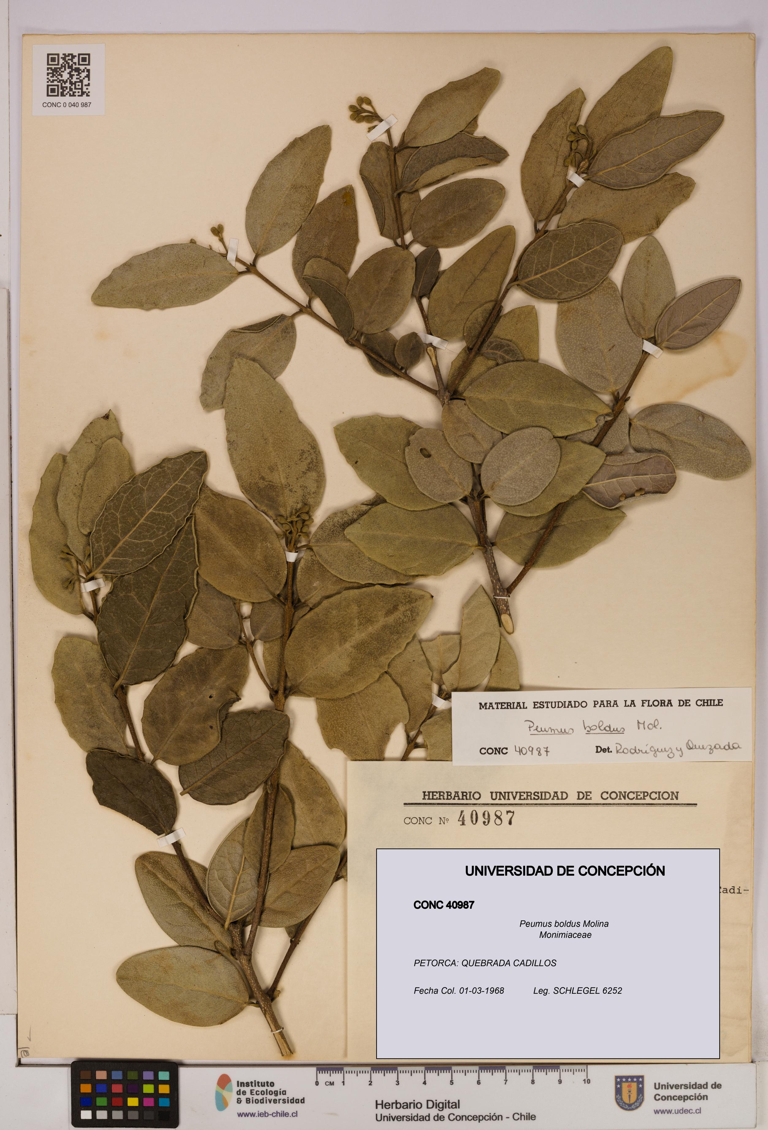 Peumus boldus [Espécimen: UDEC:CONC:0040987]