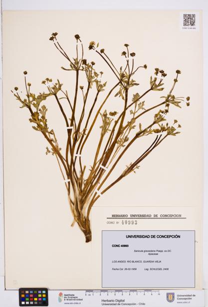 Sanicula graveolens [Espécimen: ]